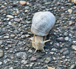 snail on the road