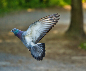 dove in flight