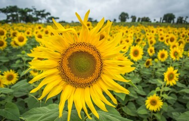 sunflower closeup with sky