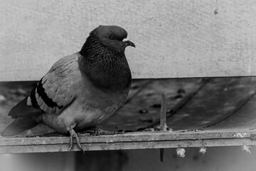 Pigeon on the roof 
