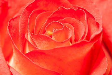 macro photography of red rose bud petals close up