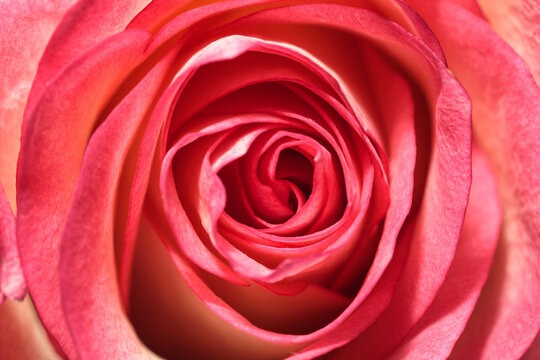 macro photography of pink rose bud petals close up from top view