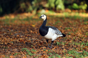 The barnacle goose (Branta leucopsis) in autumn leaves. A goose grazing on grass and leaves.