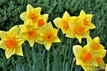 Obraz premium The beautiful flower in the garden.