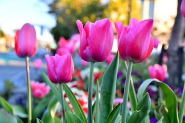 The beautiful flower in the garden.