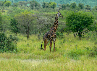 Giraffe in the wild