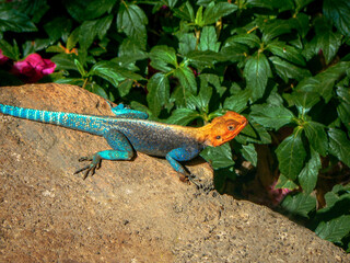 Colorful lizard on the rock