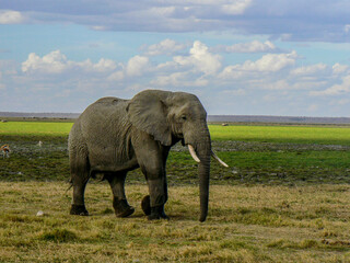 Fototapeta na wymiar Side view of an elephant in the savannah