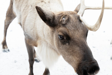 reindeer sheds its antlers clouse up