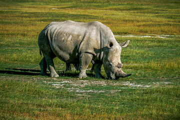 Fototapeta premium White rhino grazing