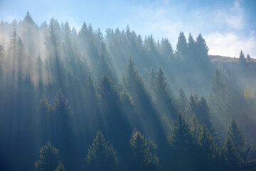 sunny morning in the misty forest on the hill. bright weather with blue sky. fantastic nature scenery