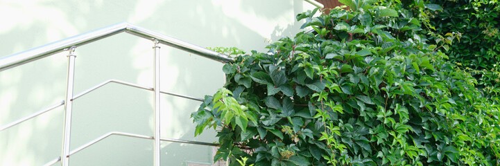 Green plant ivy growing on steps of building