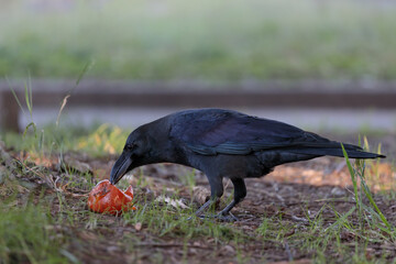 Obraz premium 落ちた柿を啄むカラス