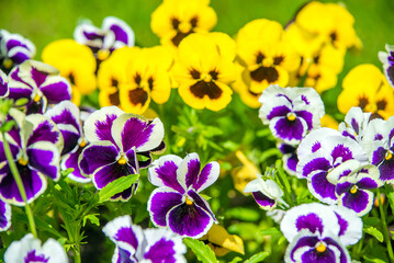yellow violets on a green natural background
