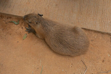 沖縄のカピバラ