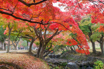 奈良公園の紅葉