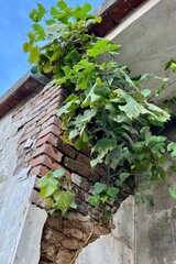 A paper mulberry (Broussonetia papyrifera) sapling growing on the bricks wall of a abandon house