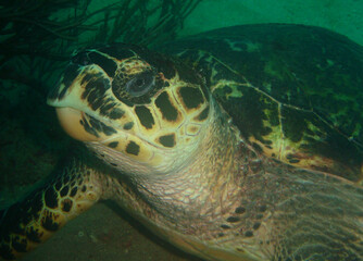 
sea ​​turtle in its marine environment