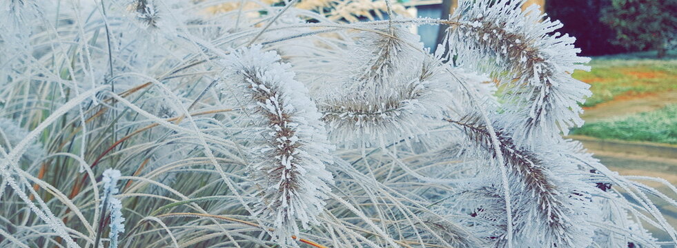 frostiges Gras abstrakt eisblau Banner