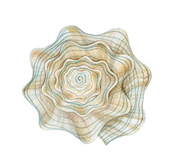 watercolor image of a seashell