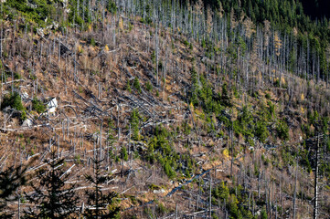 Dead spruce forest destroyed by air pollution and bark beetles. Tatra Mountains, Slovakia. - obrazy, fototapety, plakaty