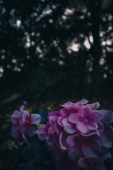 pink flower in water
