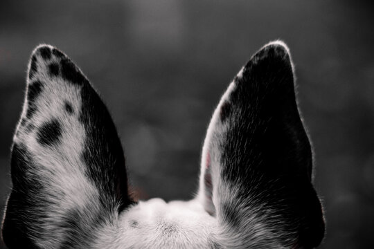Black and White Dog Ears