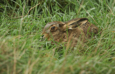 A stunning Brown Hare, Lepus europaeus, hiding in the long grass.