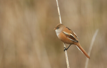 A female Bearded Tit, Panurus biarmicus, feeding on reed seeds growing at the edge of a lake.
