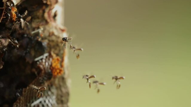 Apis Trigona. Colony of hornets kelulut or trigona SP. fly near the nest. video macros.