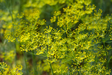 Fresh green dill. Garden of vegetables.