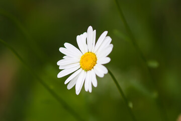 White daisy flower on green nature background.