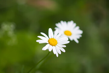 Fototapeta premium White daisy flower on green nature background.