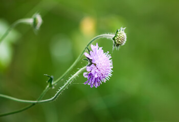 Scabiosa columbaria plant. Purple wildflower on a summer field.