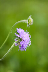 Scabiosa columbaria plant. Purple wildflower on a summer field.