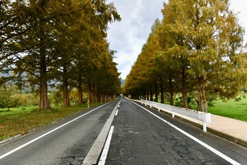 滋賀の高島市のマキノのメタセコイア並木道