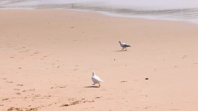 two animal wildlife pigeons bird finding food on tropical nature sand beach, summer vacation travel tourism peaceful.