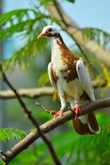 pigeon perched on the branch