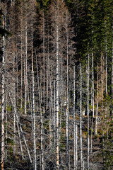 Dead spruce forest destroyed by air pollution and bark beetles. Tatra Mountains, Slovakia.