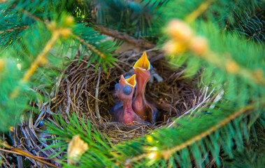 Nestlings in the nest newborns only hatched crying ask to eat, as the concept of spring and new life