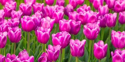 Fototapeta premium Blooming Tulips. Spring floral background. Field of bright beautiful tulips close-up. Pink and purple tulips at a flower festival in Holland. long banner