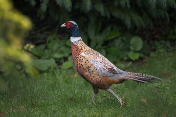 Pheasant in the garden
