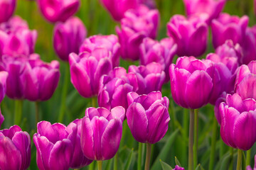 Fototapeta premium Blooming Tulips. Spring floral background. Field of bright beautiful tulips close-up. Pink and purple tulips at a flower festival in Holland. long banner
