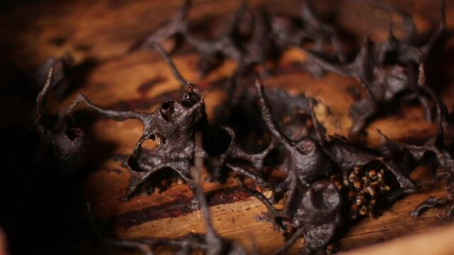 Apis Trigona. Bee colony Trigona or Tetragonula biroi in the hive, non-stinging honey bees.