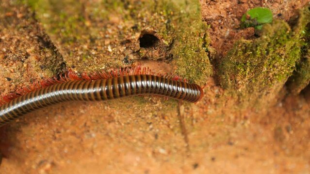 Julida centipede insect in natural jungle environment wildlife high quality 4K closeup shop, Thailand.