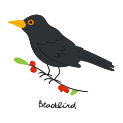 Blackbird on branch. Vector hand drawn illustration. 