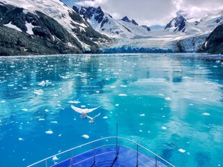 Two snowy sheathbills (Chionis albus) flying above the bow of a ship which is sailing through turquoise water with floating ice bits, toward a glacier in the Drygalski Fjord on South Georgia Island.