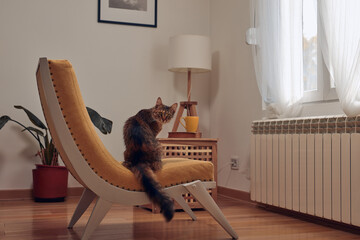 Domestic cat warming on a chair near radiator.