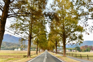 紅葉のメタセコイア並木道