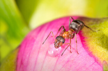 Ants on a flower in the garden drink the rossa looking for food, gardening life, beautiful bright coloring with space for text education science nature school, training